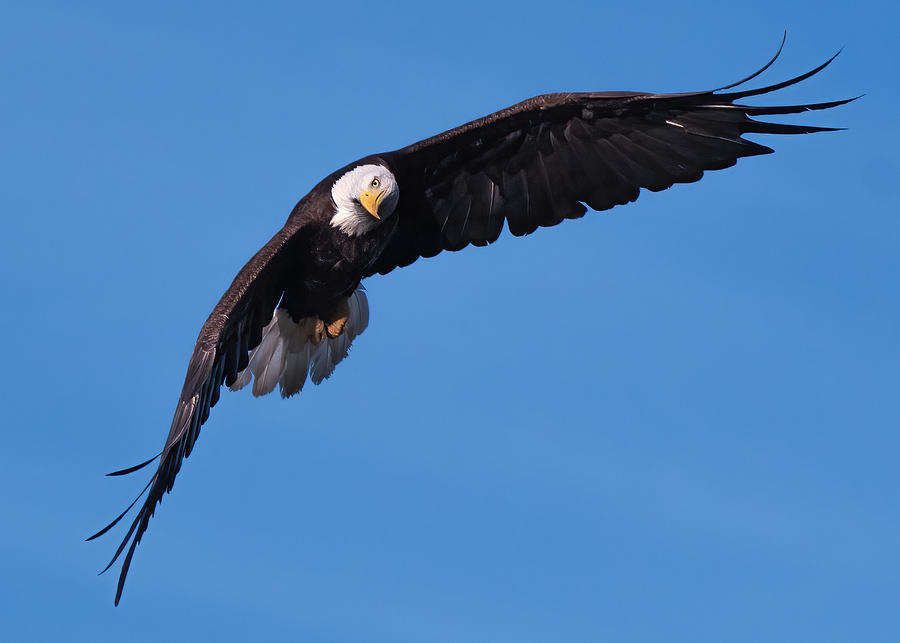 American Bald Eagle #2 Photograph by Joy McAdams