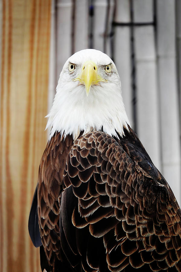 Eagle Photograph - American Bald Eagle  #1 by Marilyn Hunt