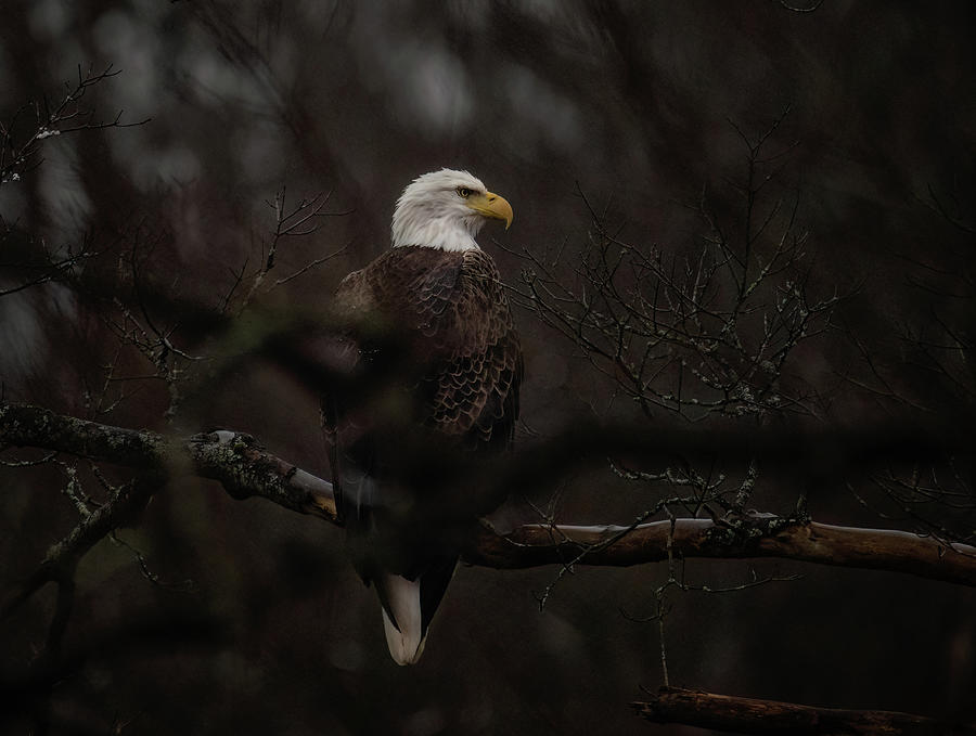 American Bald Eagle #1 Photograph by Martina Abreu