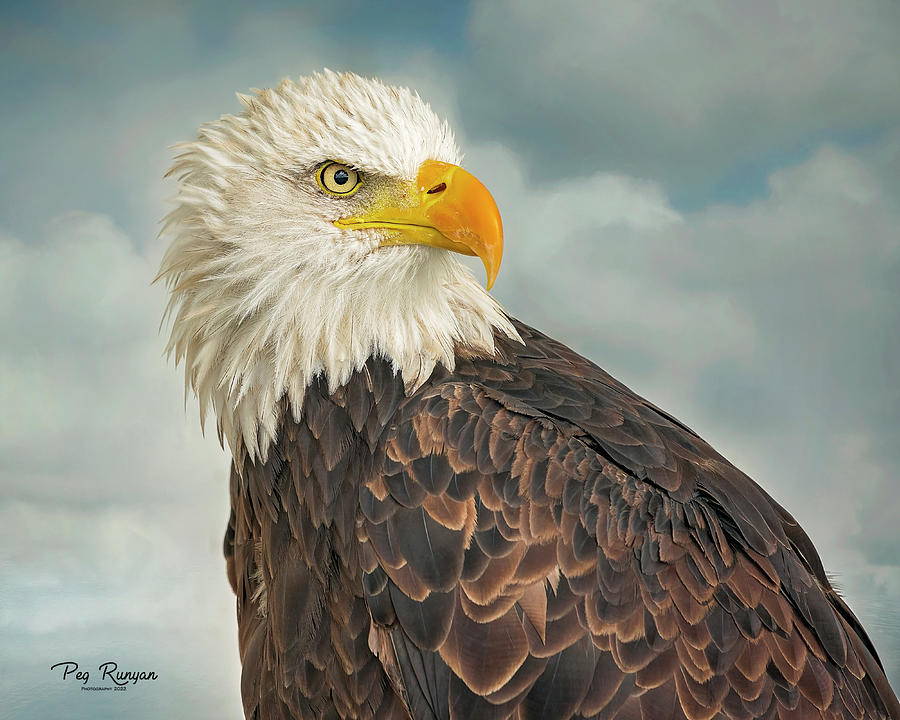 American Bald Eagle #1 Photograph by Peg Runyan