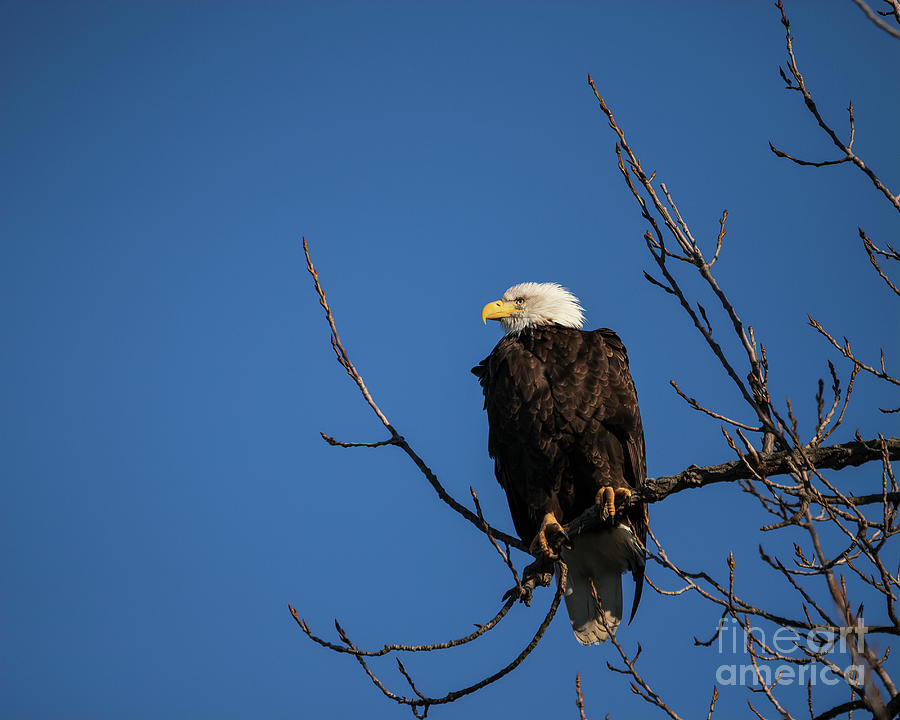 American Bald Eagle #2 Photograph by Teresa Jack