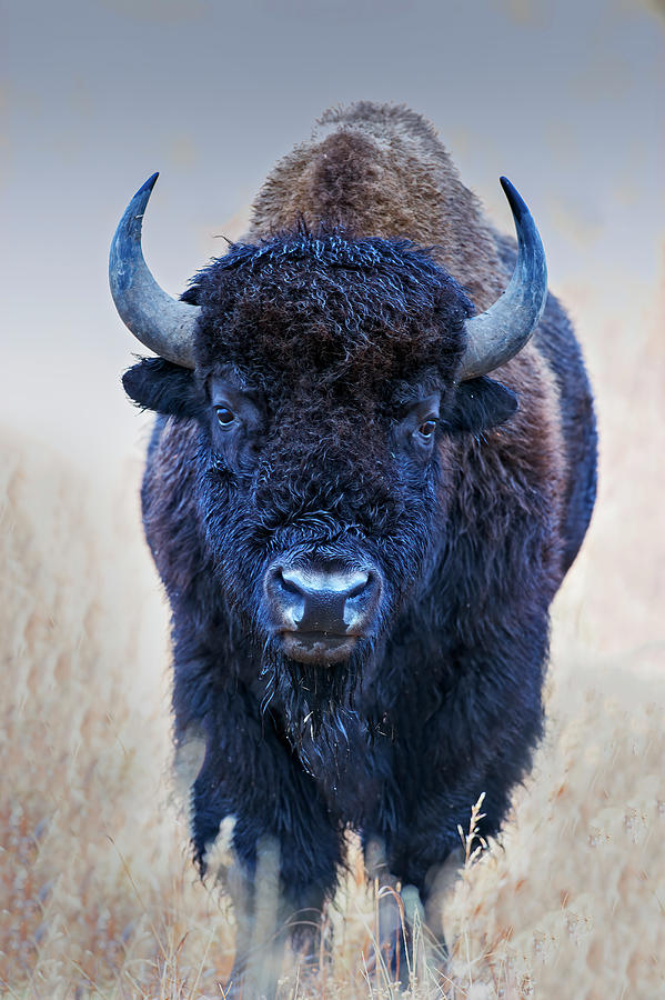 American Bison #1 Photograph by Gary Langley