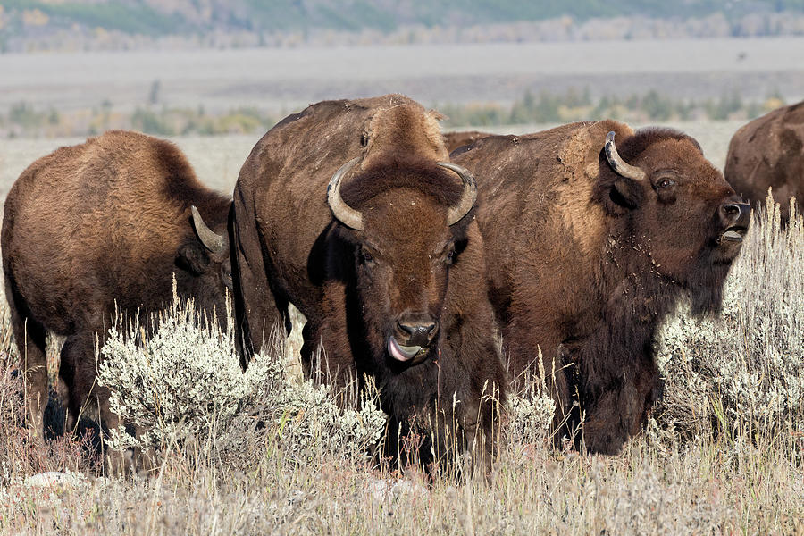 American Bison in Grand Teton National Park  Photograph by Kathleen Bishop