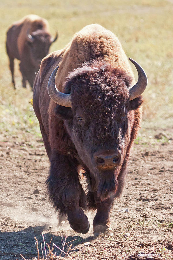 American Bison #1 Photograph by James Marvin Phelps