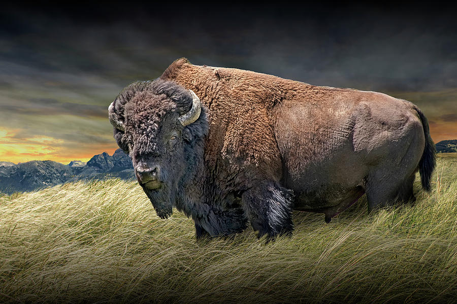 American Buffalo or Bison in Yellowstone National Park #1 Photograph by Randall Nyhof