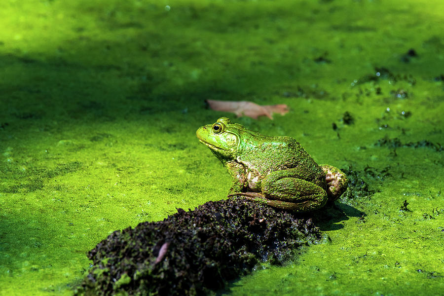 American Bullfrog  #1 Photograph by Rose Guinther