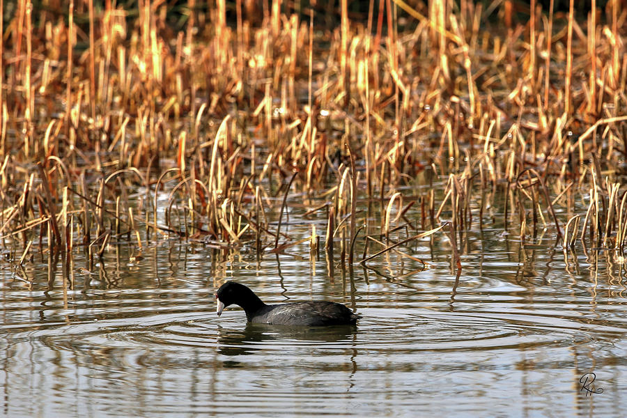 American Coot #1 Photograph by Robert Harris