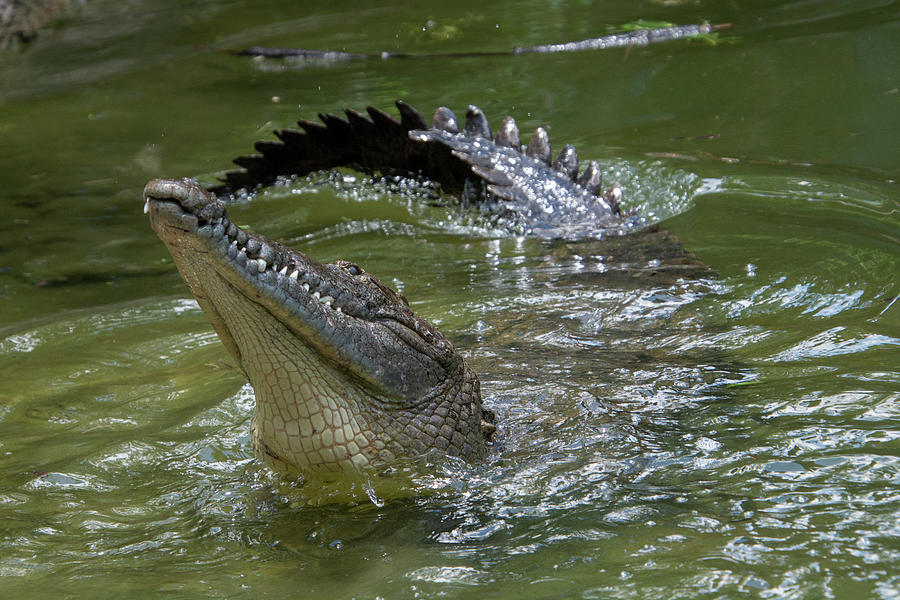 American Crocodile Photograph by Carolyn Hutchins