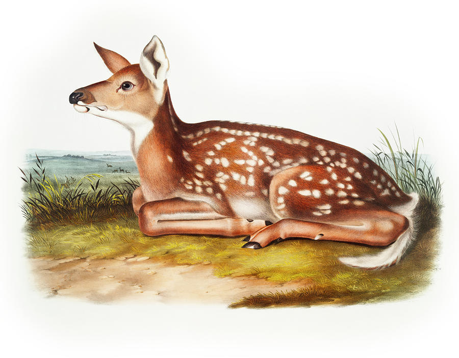 John James Audubon Drawing - American Deer #1 by John Woodhouse Audubon