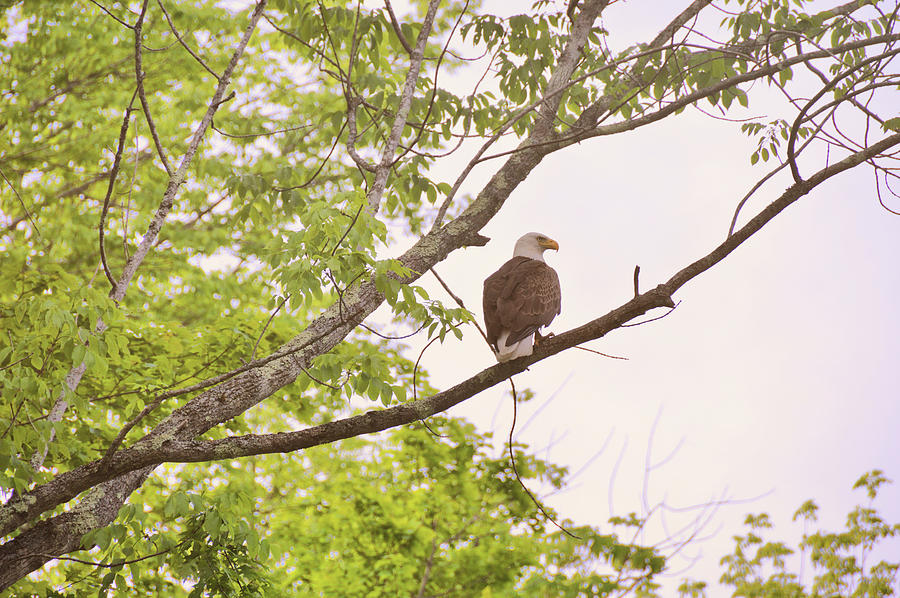 Eagle Photograph - American Eagle #1 by Jamart Photography