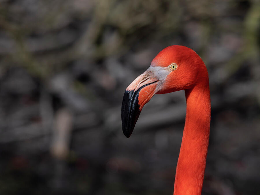 American flamingo #1 Photograph by Pietro Ebner