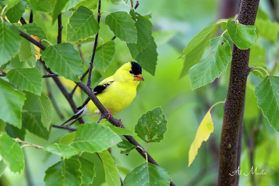 American Goldfinch #1 Photograph by Al  Mueller