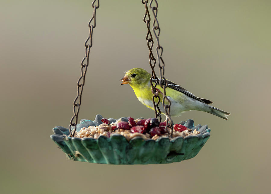 American Goldfinch Photograph by Holden The Moment