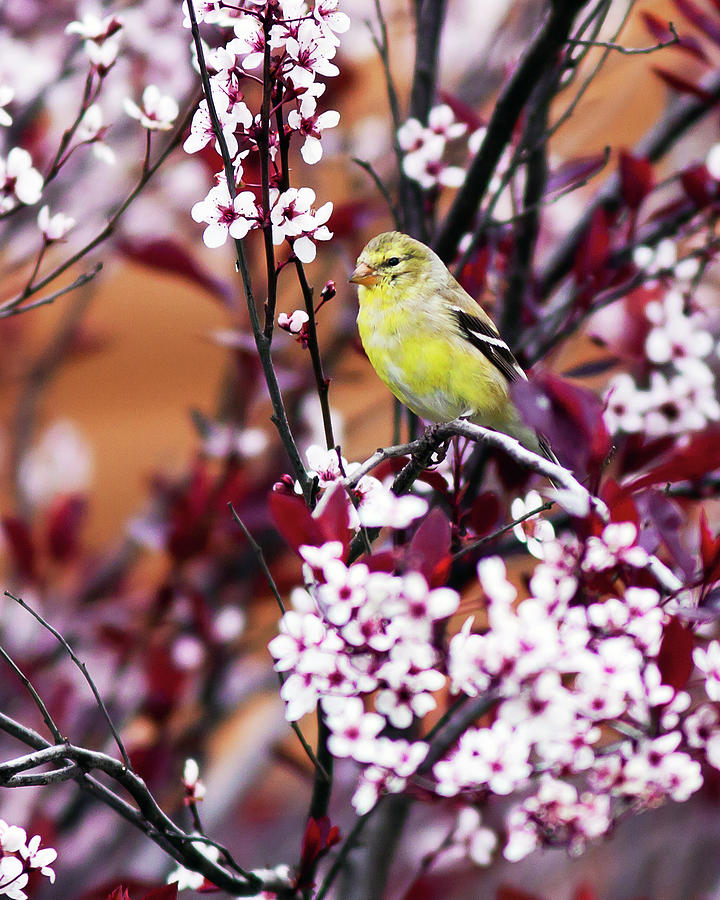 American Goldfinch #1 Photograph by John Rowe