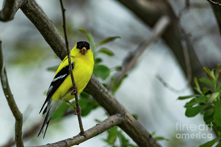 American Goldfinch #1 Photograph by JT Lewis