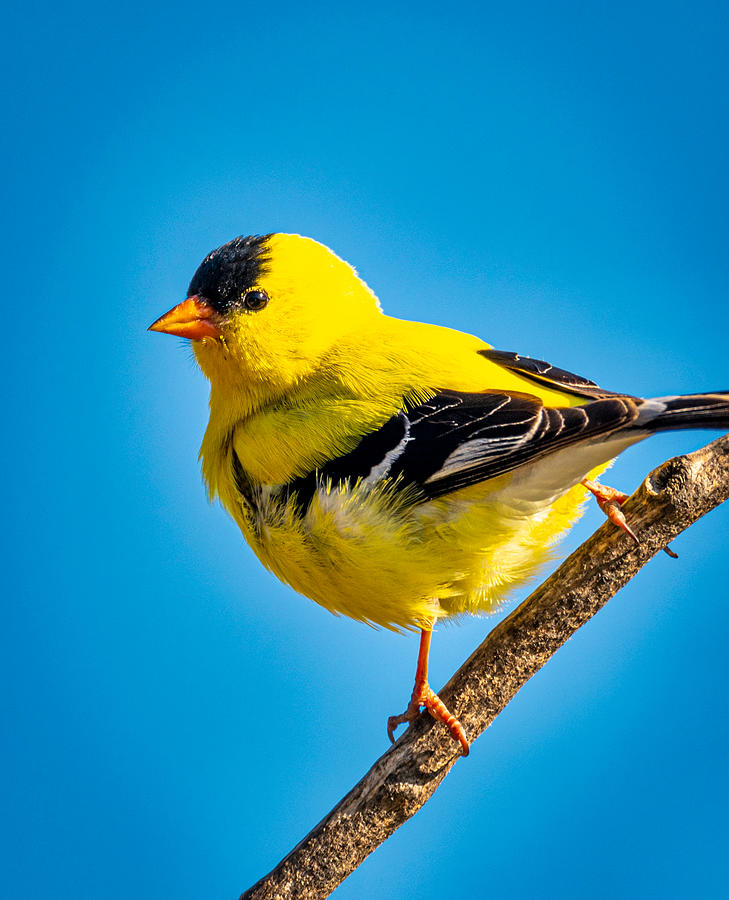 Bird Photograph - American Goldfinch #2 by Phil And Karen Rispin