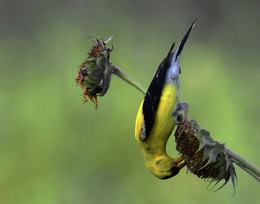 American Goldfinch #1 Photograph by Stuart Harrison