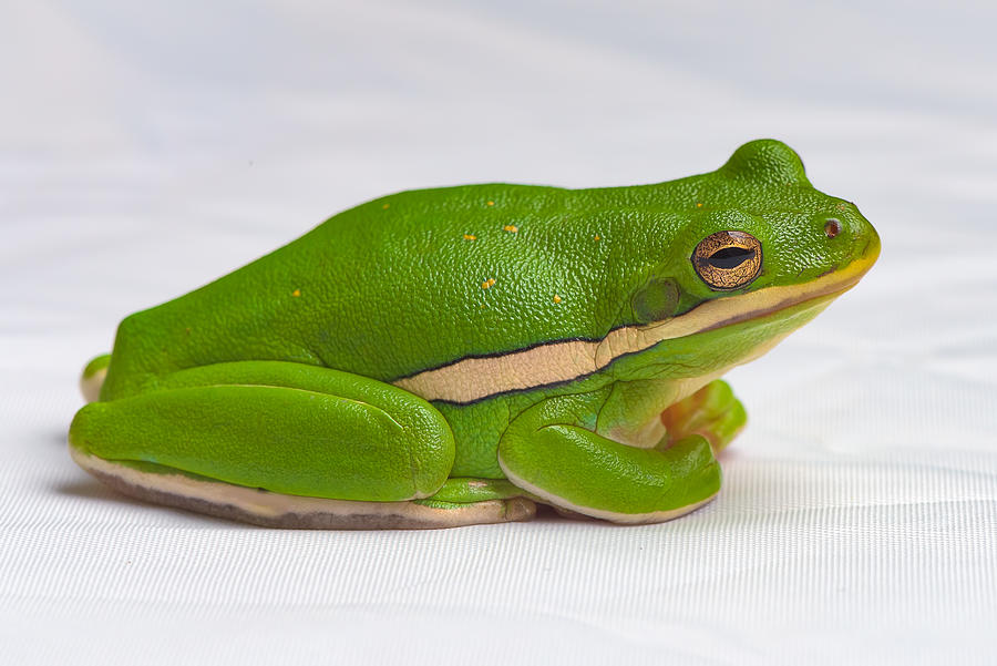 Nature Photograph - American Green Tree Frog #1 by Yasar Ugurlu