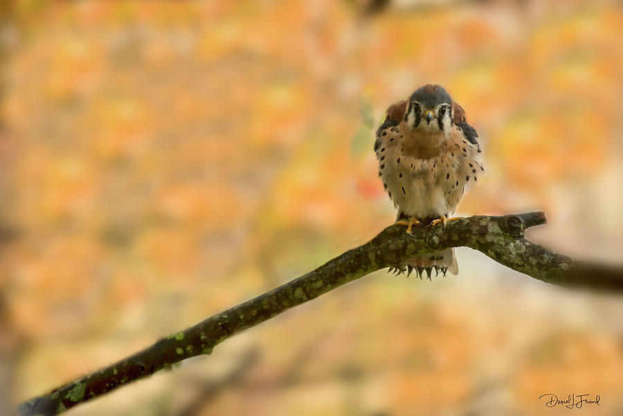 American Kestrel fluffing feathers on branch #1 Photograph by Dan Friend