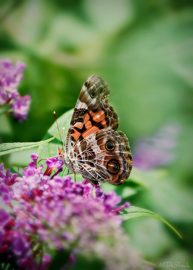 American Lady Butterfly Photograph By Marilyn Deblock