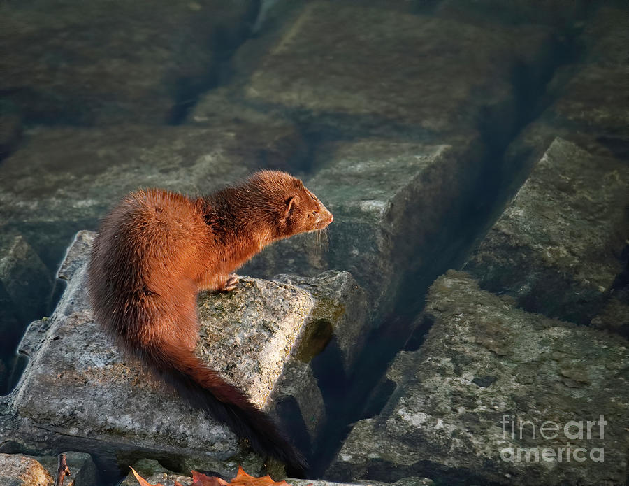 American Mink 87, Indiana Photograph by Steve Gass - Fine Art America