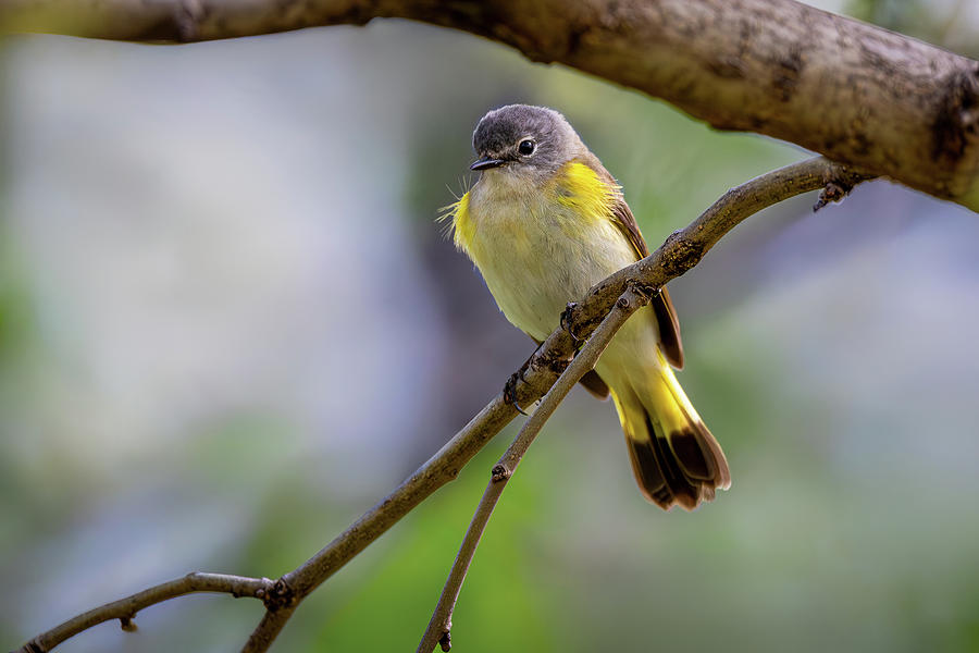 American Redstart #2 Photograph by Dale Kincaid