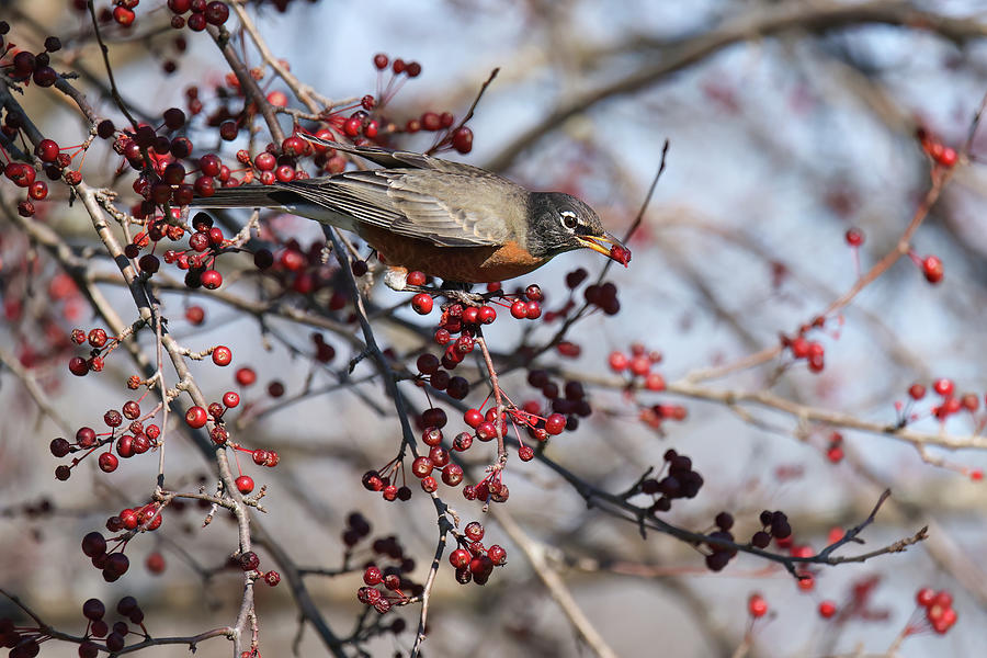 American Robin #1 Photograph by Brook Burling