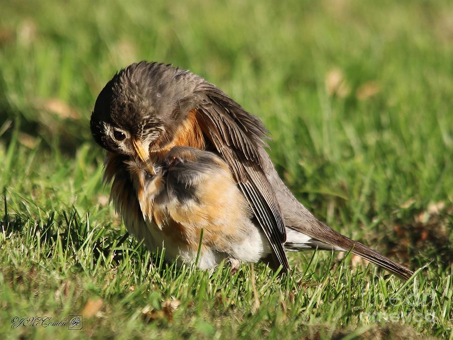 robins nest grooming