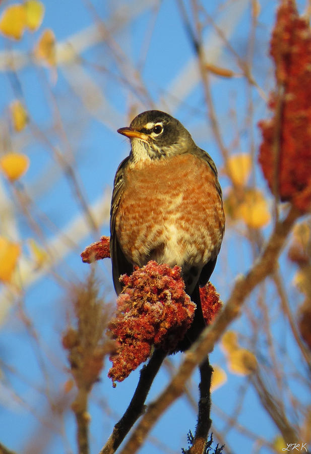 American Robin in Sumac Photograph by Logan Kline - Fine Art America