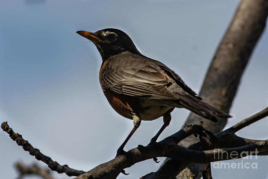 American Robin #1 Photograph by JT Lewis