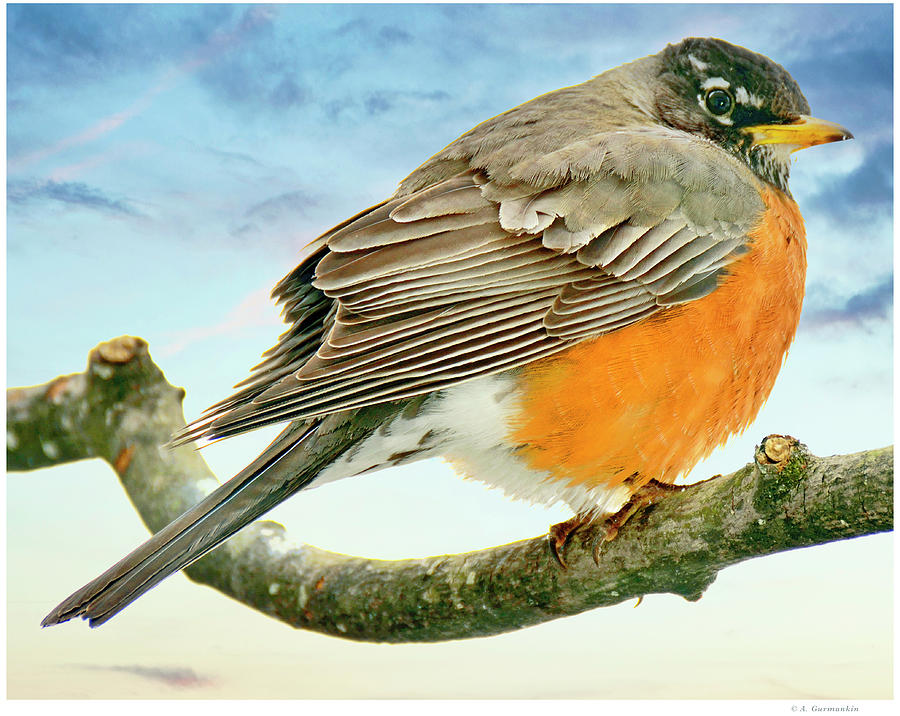 American Robin Male on Tree Branch Photograph by A Macarthur Gurmankin ...