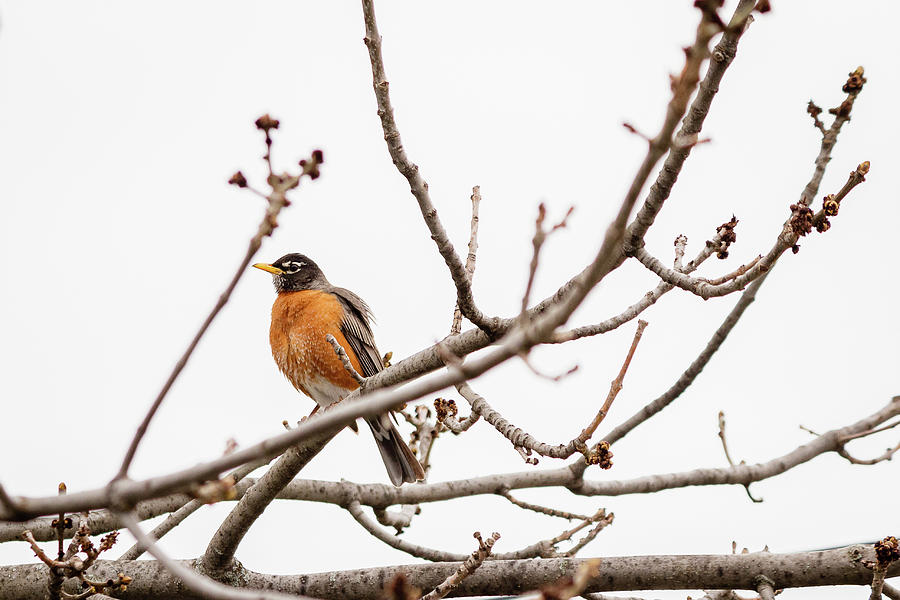 American Robin on a branch #1 Photograph by SAURAVphoto Online Store