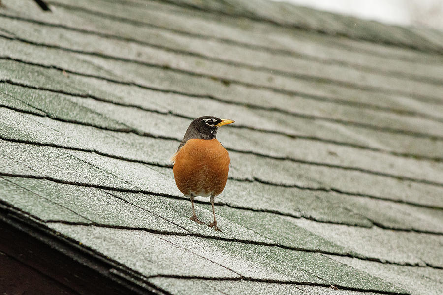 American Robin on the roof #1 Photograph by SAURAVphoto Online Store