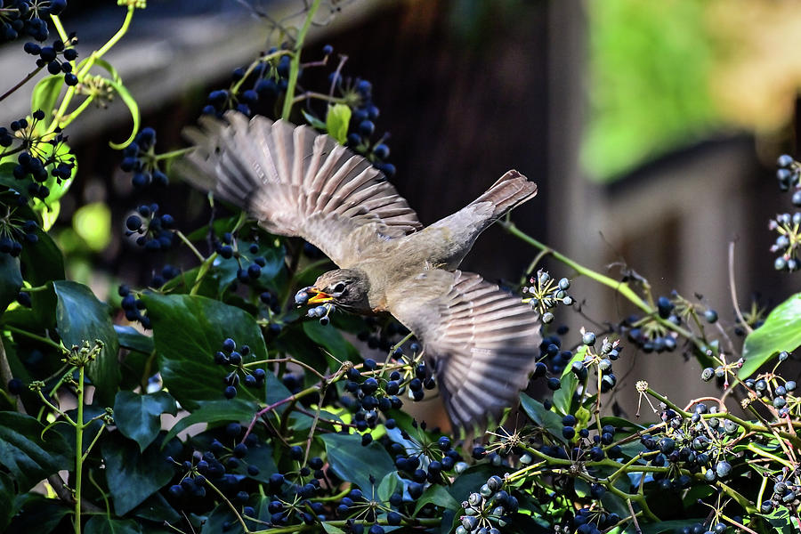 American Robin - Turdus migratorius #1 Photograph by Amazing Action Photo Video
