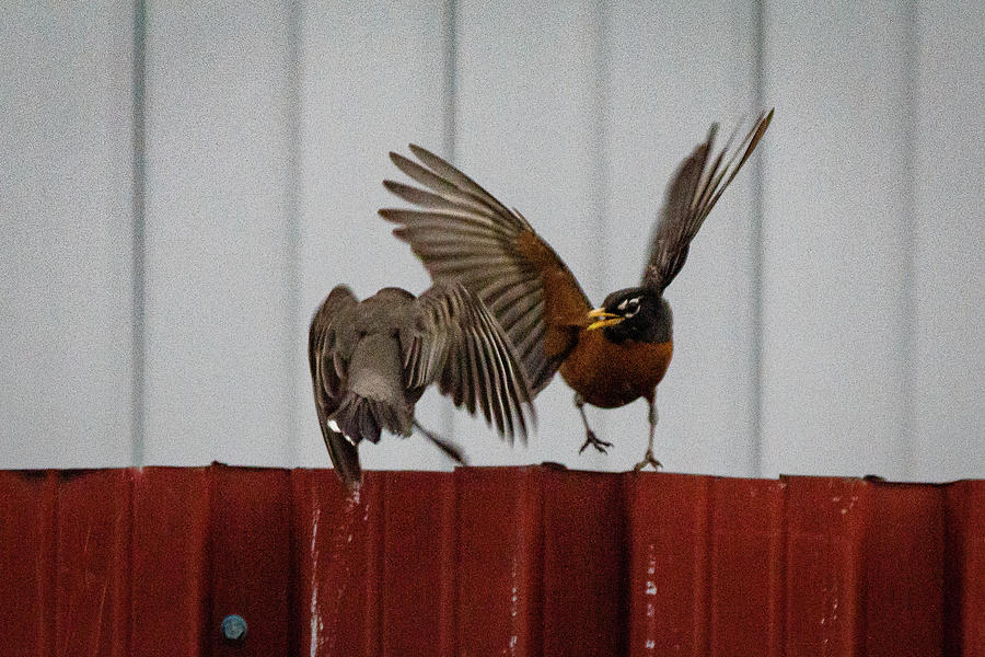 American Robins aerial fight #1 Photograph by SAURAVphoto Online Store