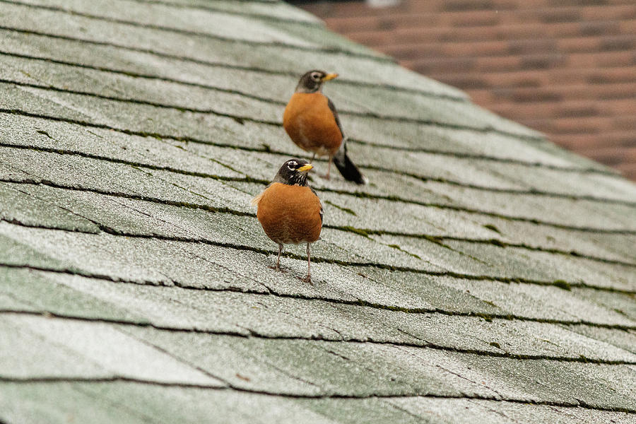 American Robins on the roof #1 Photograph by SAURAVphoto Online Store