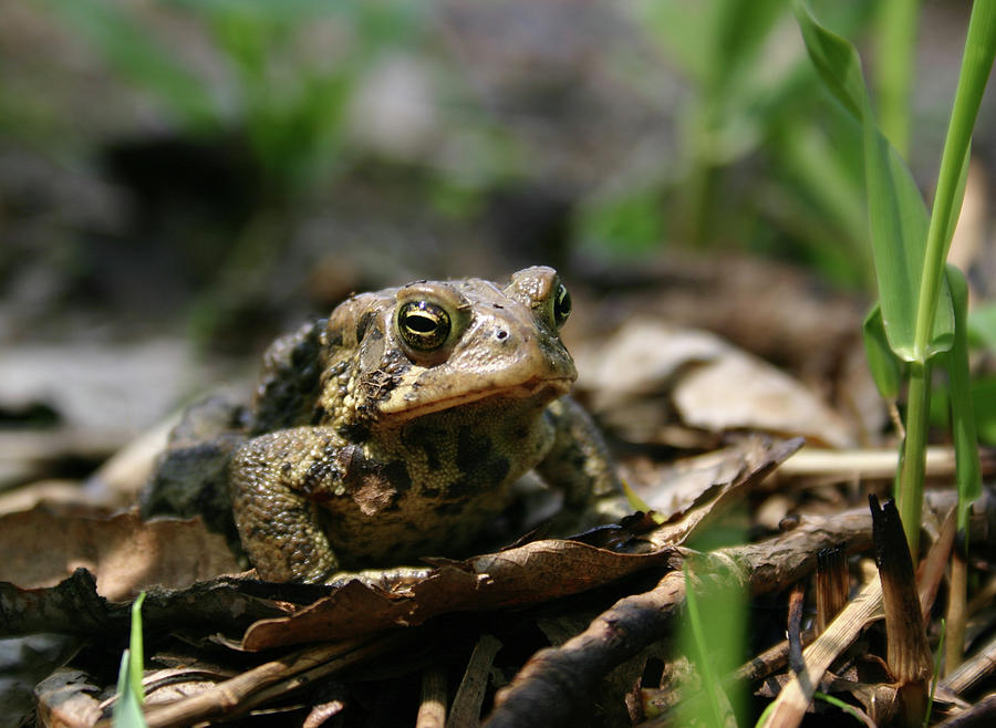 American Toad #1 Photograph by Callen Harty
