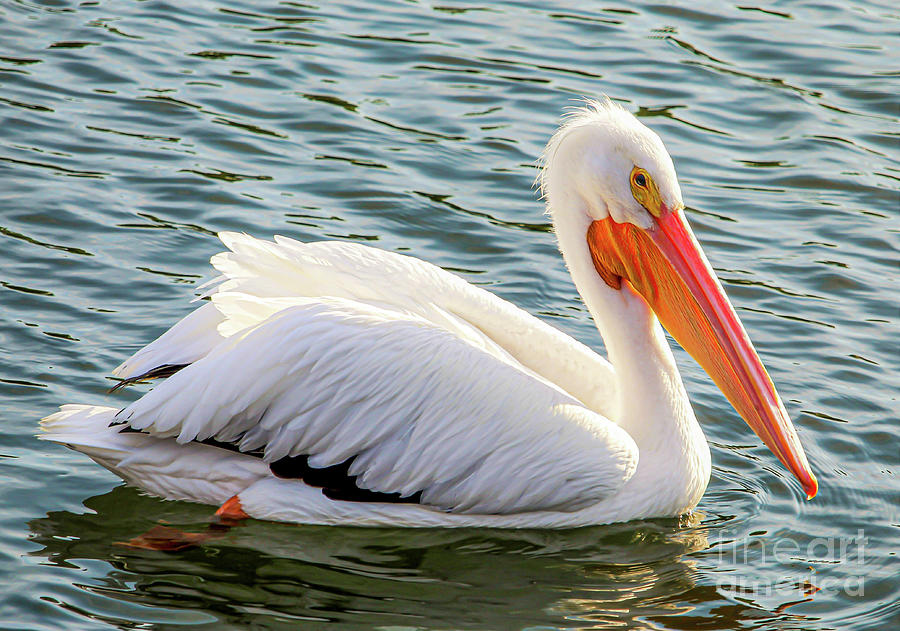 American White Pelican 3 #1 Photograph by Joanne Carey
