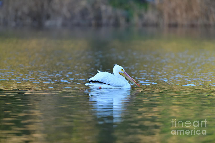American White Pelican #1 Photograph by Amazing Action Photo Video
