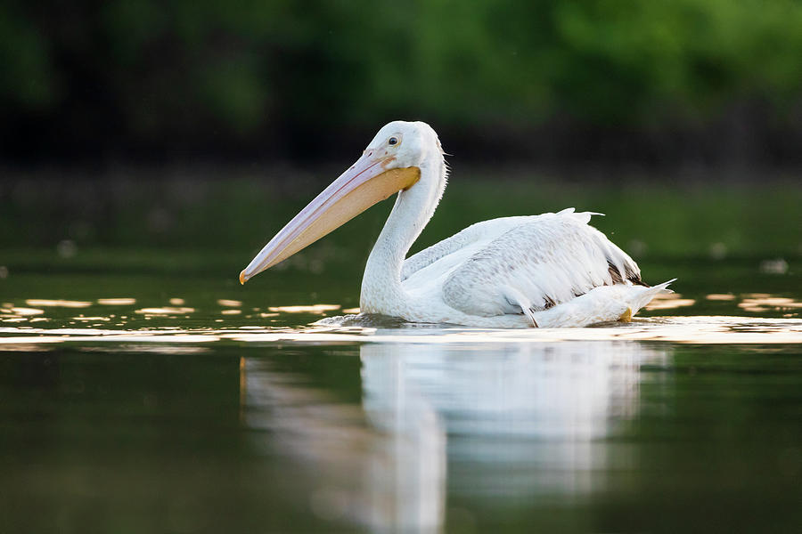 American White Pelican #1 Photograph by Clay Guthrie