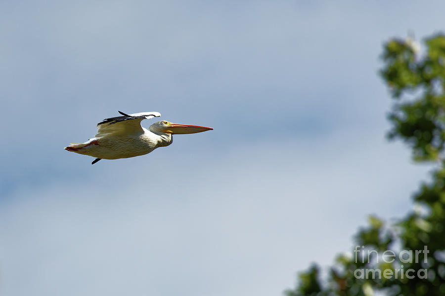 American White Pelican in Sherburne NWR  Photograph by Natural Focal Point Photography