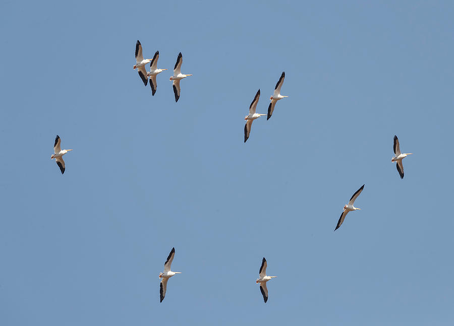 American White Pelicans #1 Photograph by Fran Gallogly