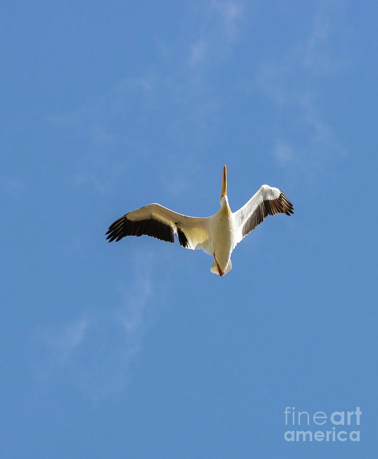 American White Pelicans In Flight Photograph