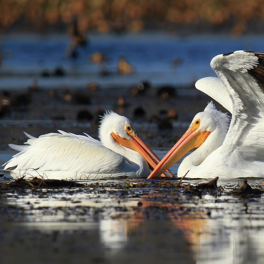 American White Pelicans #1 Photograph by Shixing Wen