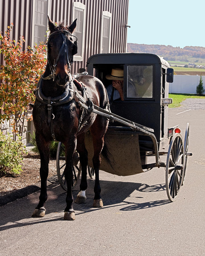 Amish Horse and Buggy #1 Photograph by Sally Weigand