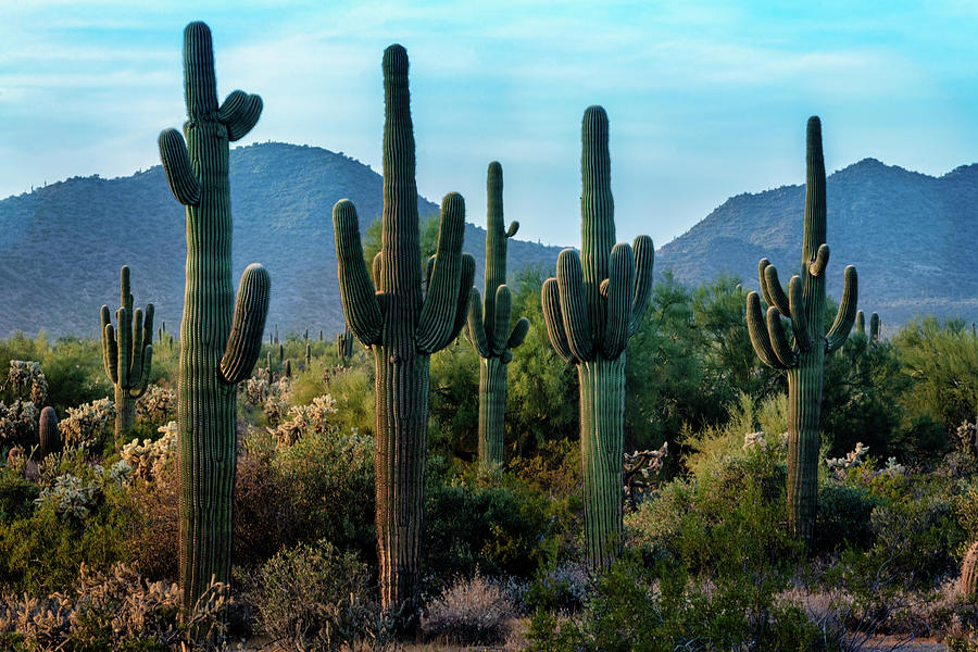 Amongst The Saguaro Photograph by Saija Lehtonen - Fine Art America