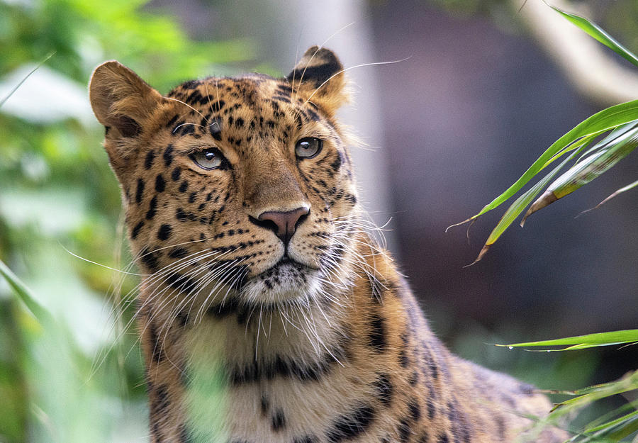 Amur Leopard Portrait  #1 Photograph by Gareth Parkes