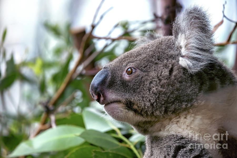 An adult koala, Phascolarctos cinereus, in a eucalyptus tree, Sydney, Australia. This cute marsupial is endangered in the wild #1 Photograph by Jane Rix