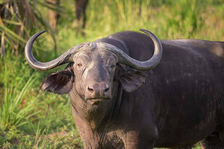 An African Buffalo In Murchison Falls National Park Photograph By 