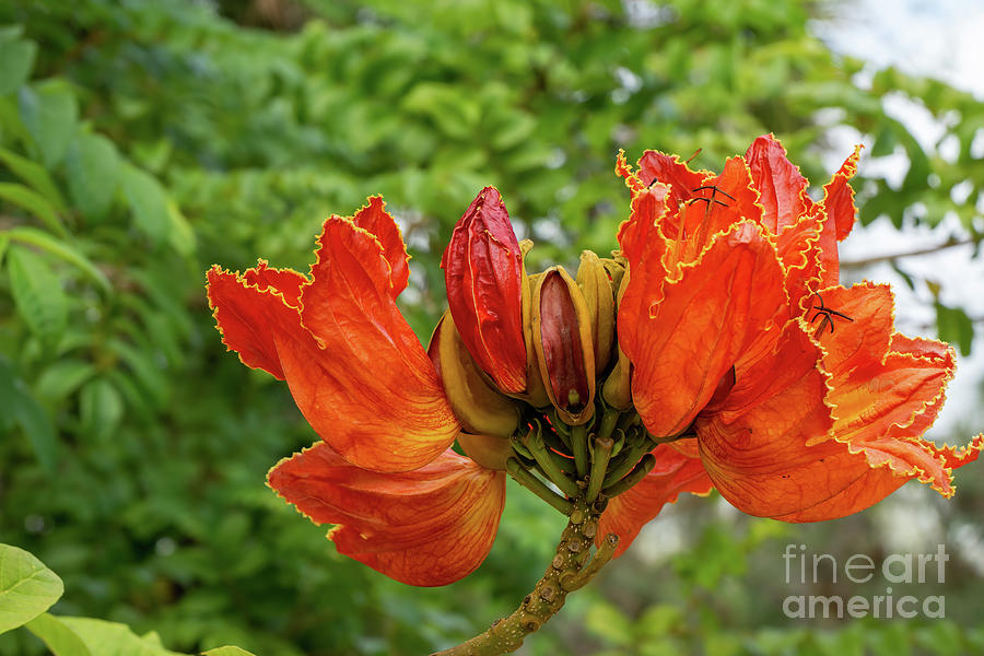 An African Tulip Tree blossom at the Koreshan State Historic Sit #1 Photograph by William Kuta